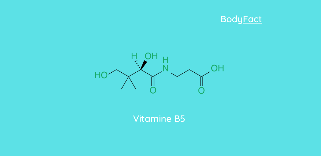 Alles over Vitamine B5 (Panthotheenzuur)